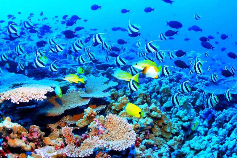 Resultado de imagen para parque MARITIMO nacional de arrecifes de cozumel