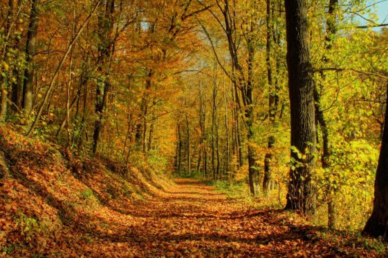 Bosque De La Primavera Guadalajara M Xico Todo Lo Que Debes Saber