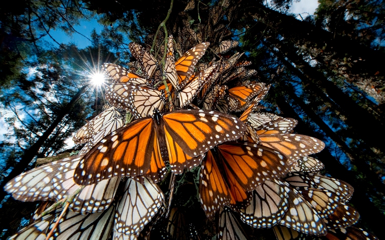 Santuario de la Mariposa Monarca, “El Rosario”, MN