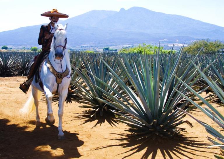 Tequila, Jalisco, pueblo mágico guía definitiva Tips Para Tu Viaje