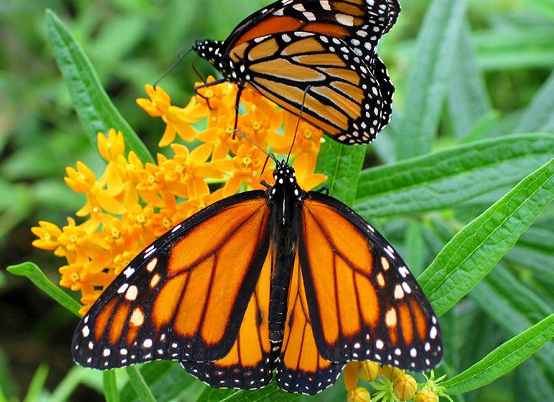 Los Mejores Santuarios Para Disfrutar De La Mariposa