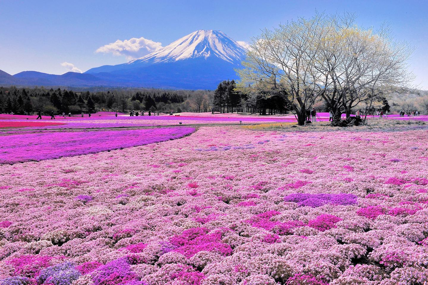 Los 15 Mejores Paisajes de Japón que Tienes que Visitar - Tips Para Tu Viaje