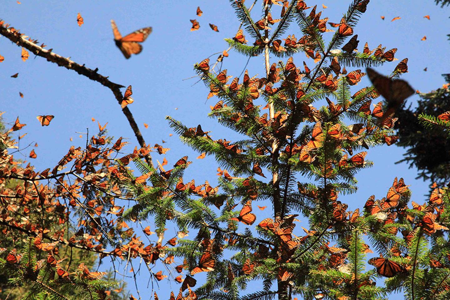 reserva de la biosfera de la mariposa monarca michoacam y estado de