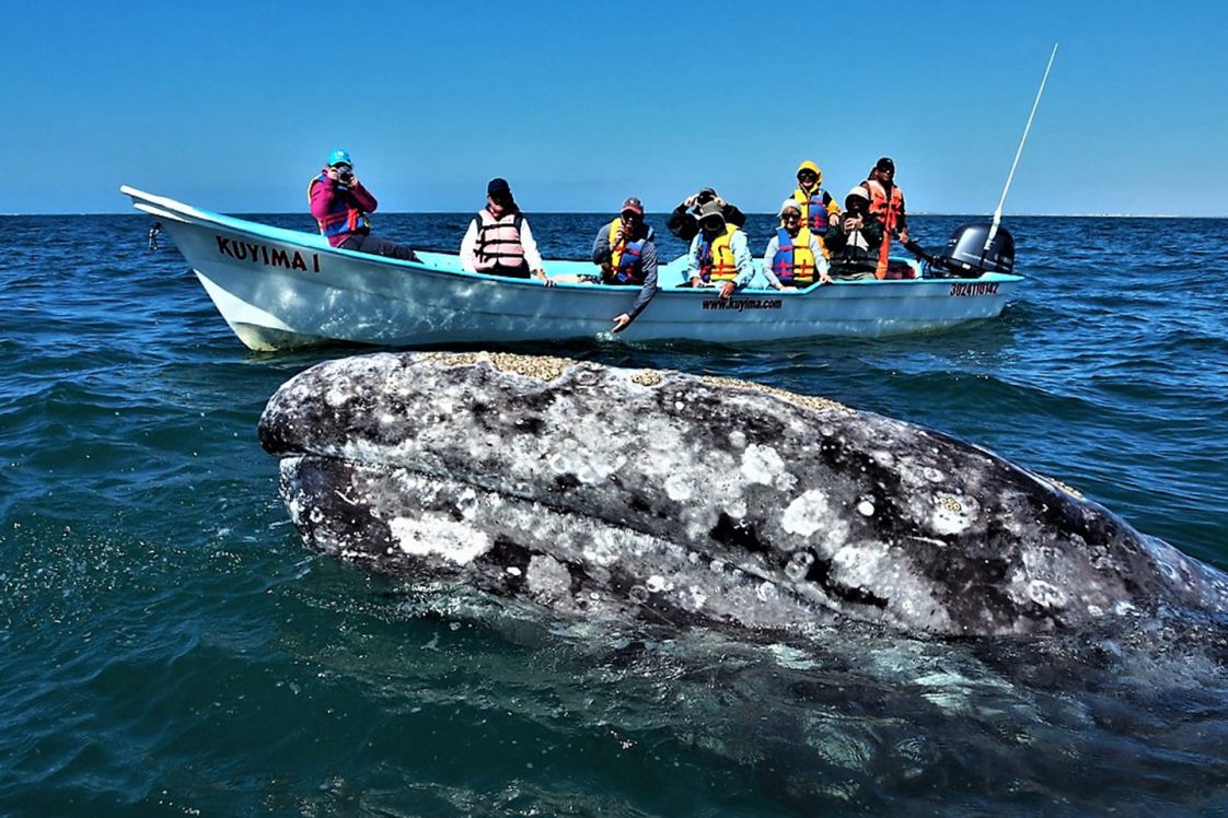 Las 15 Mejores Cosas Que Hacer En La Paz, Baja California Sur - Tips ...