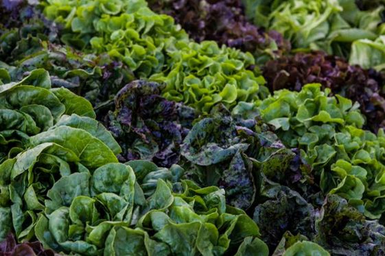 Las 25 mejores cosas qué hacer y ver en Anaheim - Tips Para Tu Viaje