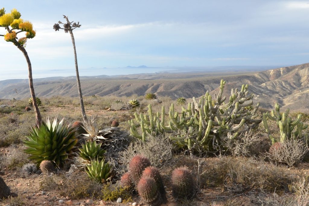 10 Cosas Que Hacer en San Quintín, Baja California Tips Para Tu Viaje