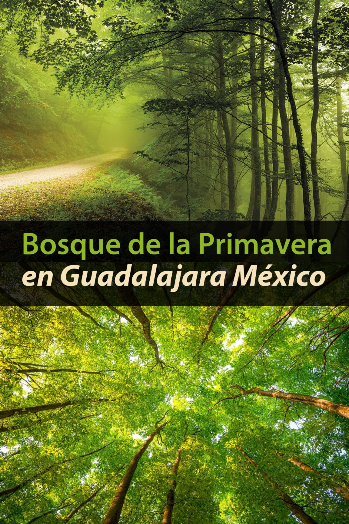 Bosque de la Primavera, Guadalajara México todo lo que debes saber