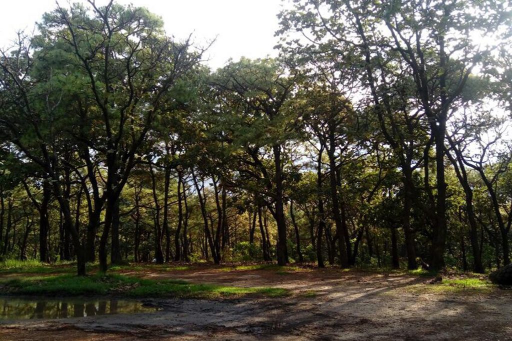 Bosque De La Primavera, Guadalajara México: Todo Lo Que Debes Saber ...