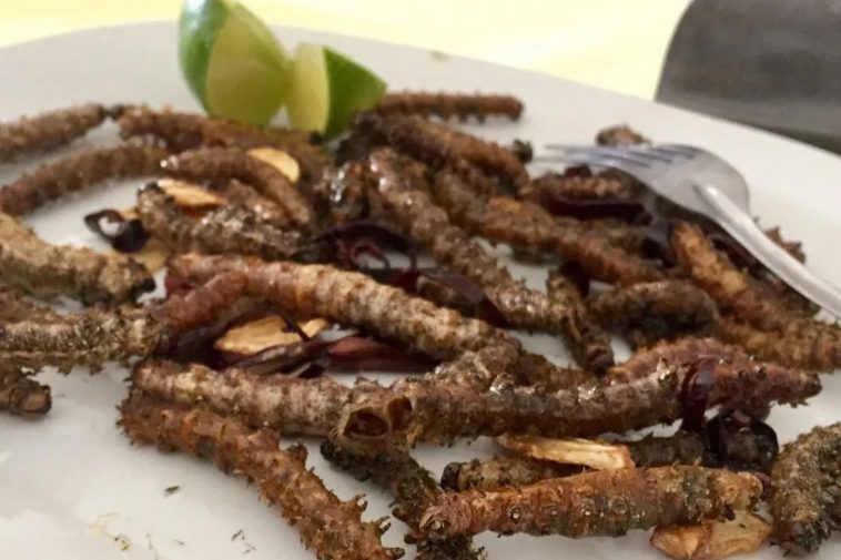 12 Typical Dishes Of Mexico With Insects - Mexico Daily Post